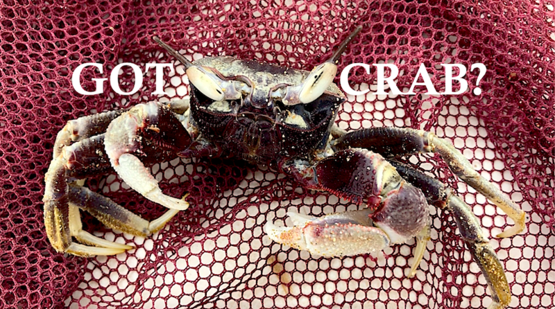 Attached picture Crab Pic2.png